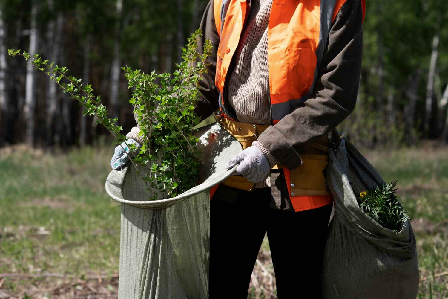 Reliable Lewiston, UT Tree Service Solutions